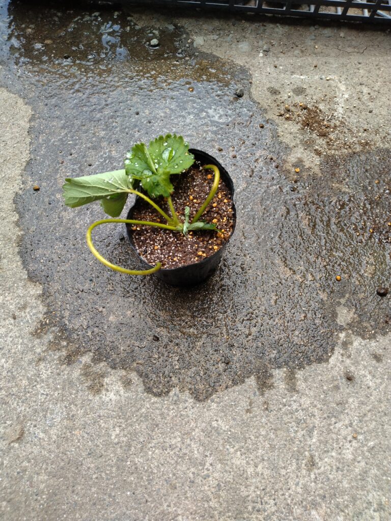 固定した苗