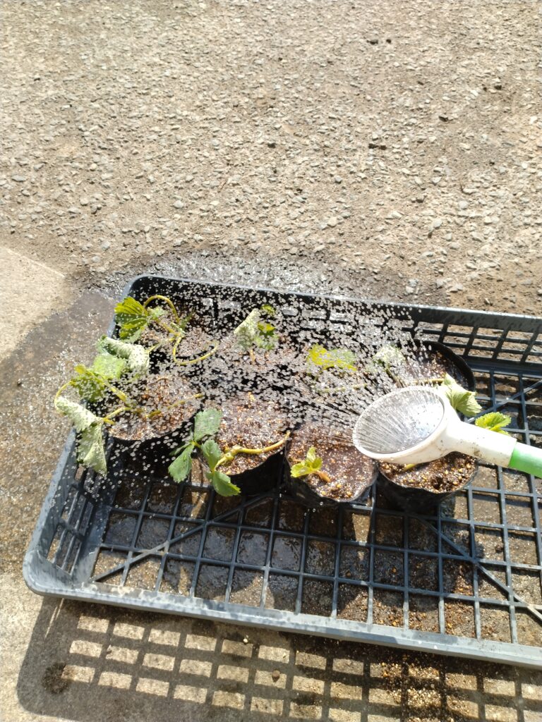 挿した苗に水かけ
