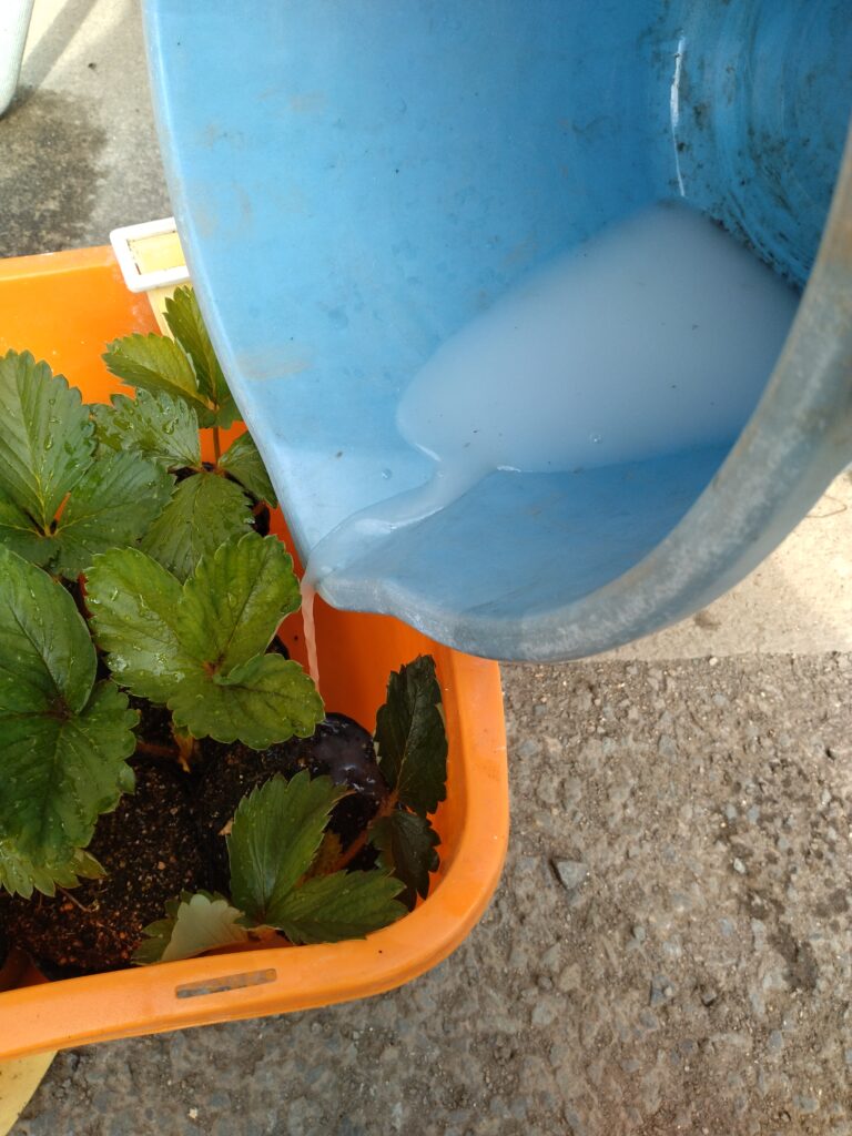 バケツから注ぐ